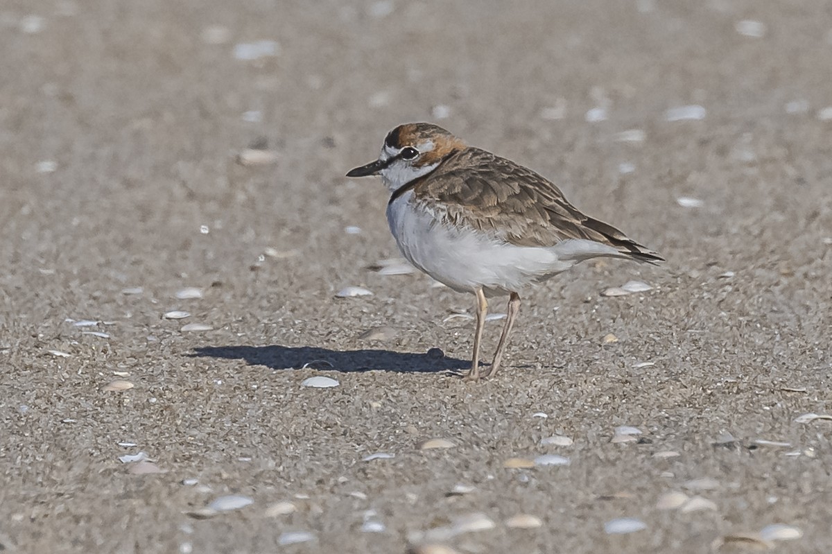 Collared Plover - ML609582751