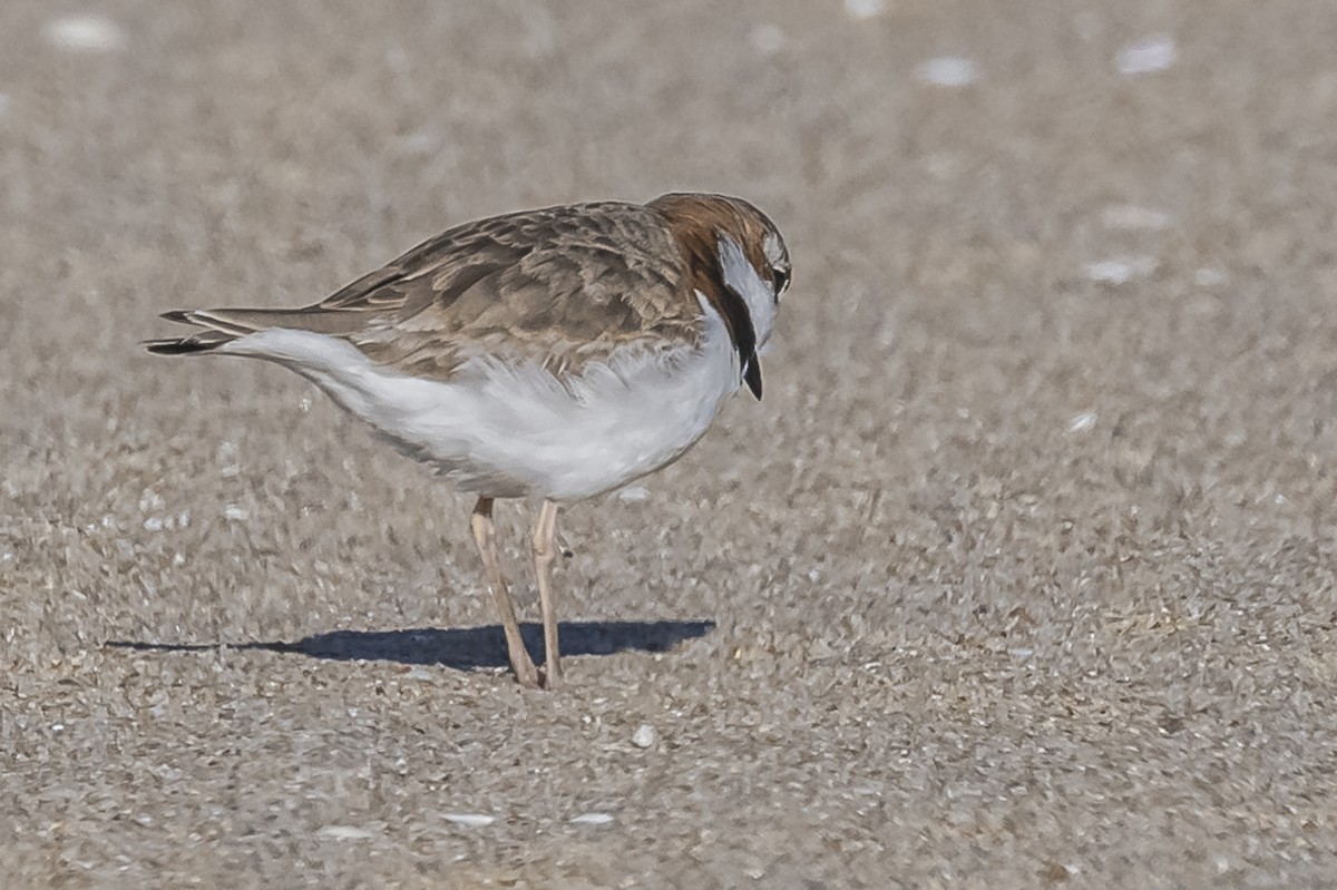 Collared Plover - ML609582755