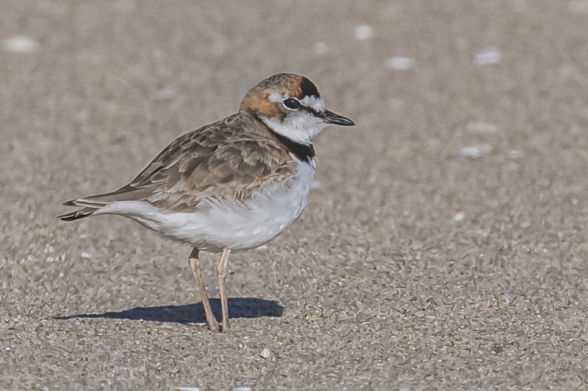 Collared Plover - ML609582756