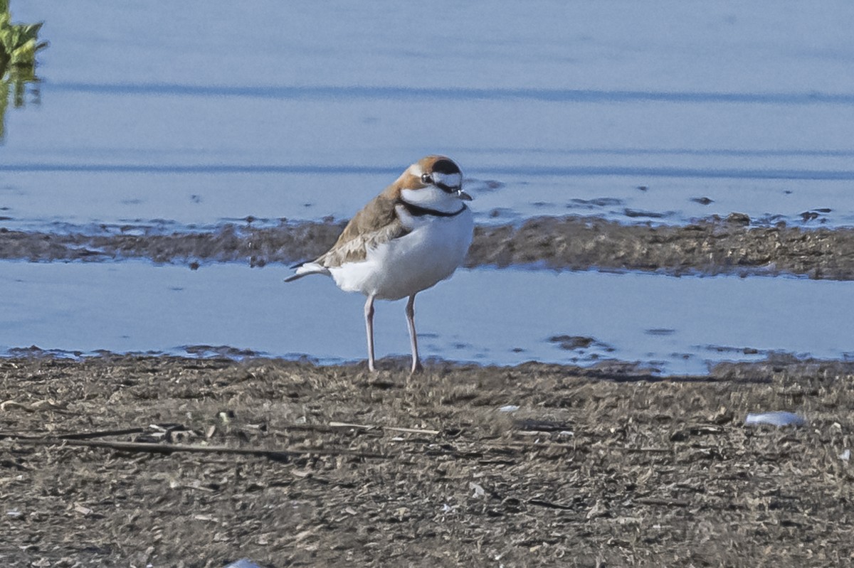 Collared Plover - ML609582760