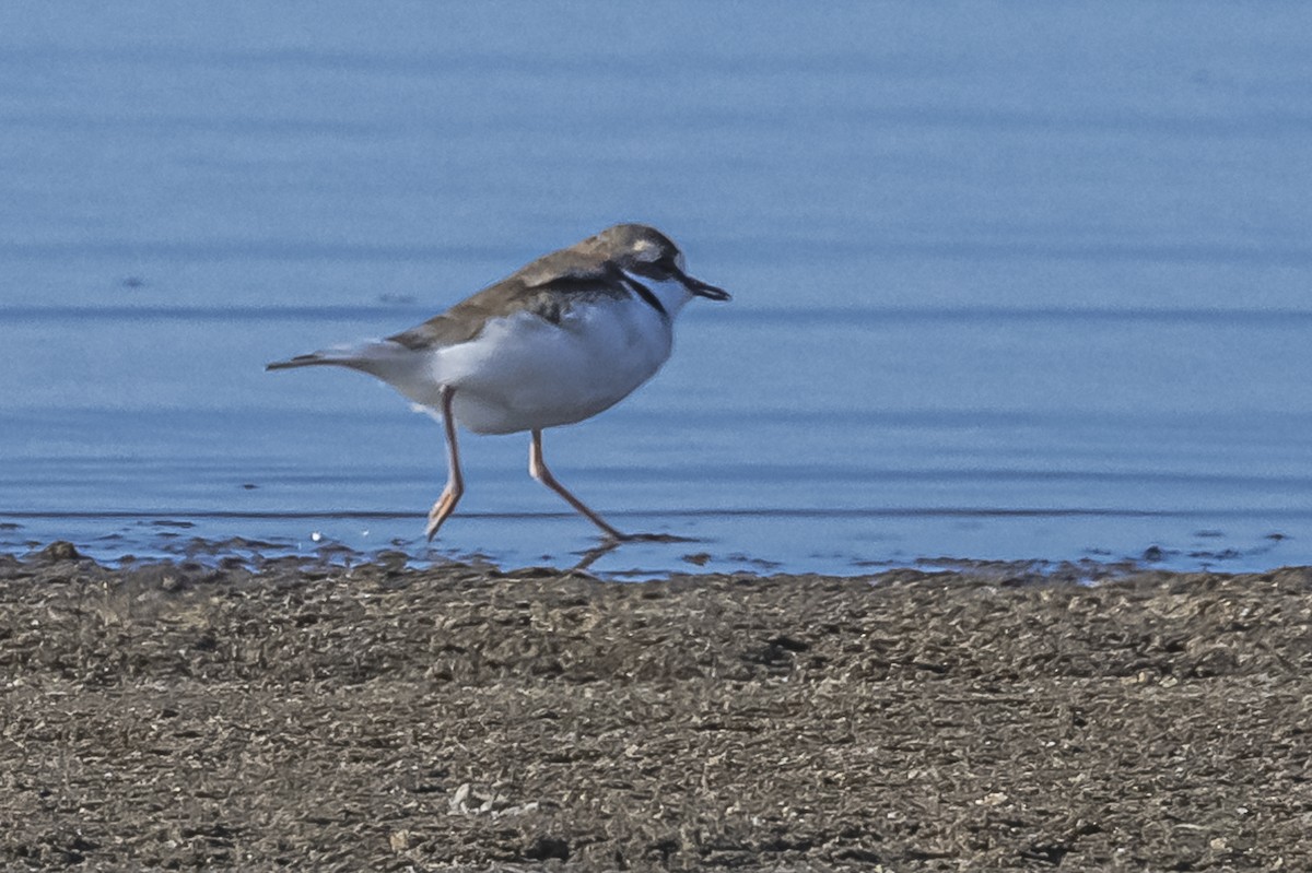 Collared Plover - ML609582764