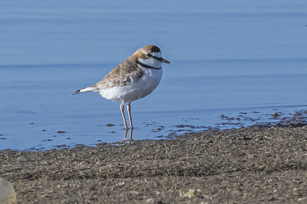 Collared Plover - ML609582765