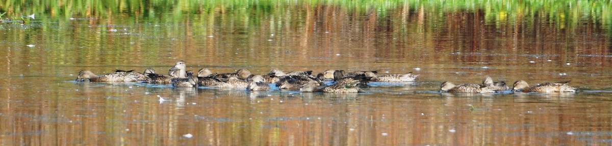 Blue-winged Teal - ML609583096