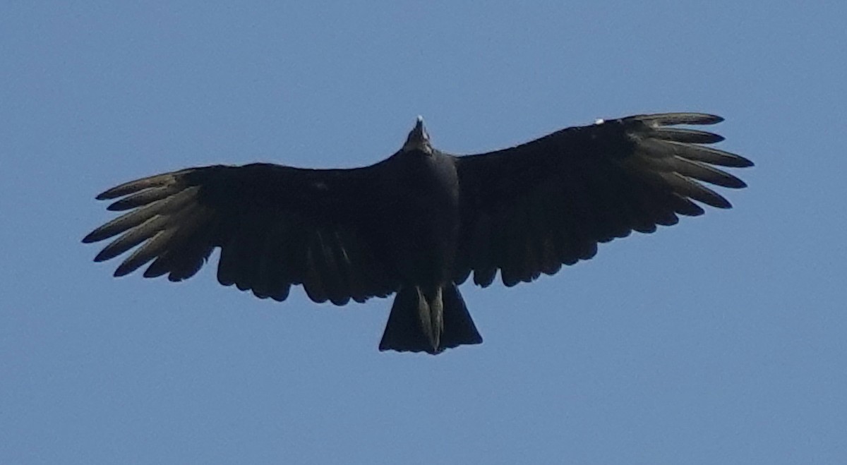 Black Vulture - ML609583144