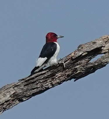Red-headed Woodpecker - ML609583161