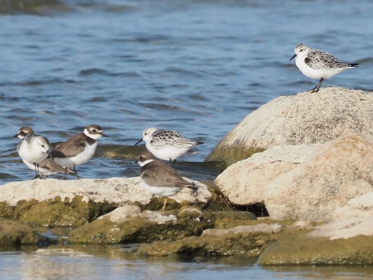 Semipalmated Plover - ML609583280