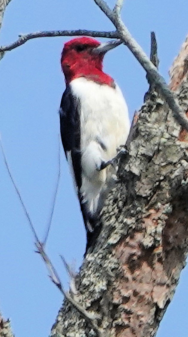 Red-headed Woodpecker - ML609583361