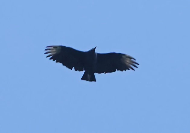 Black Vulture - ML609583398