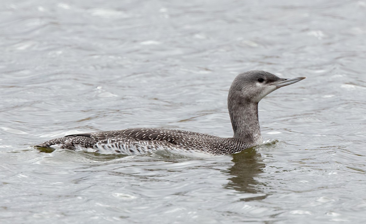 Red-throated Loon - ML609583518