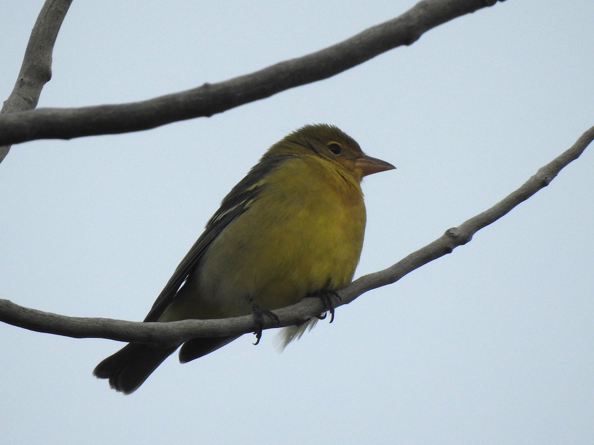 Western Tanager - ML609584040