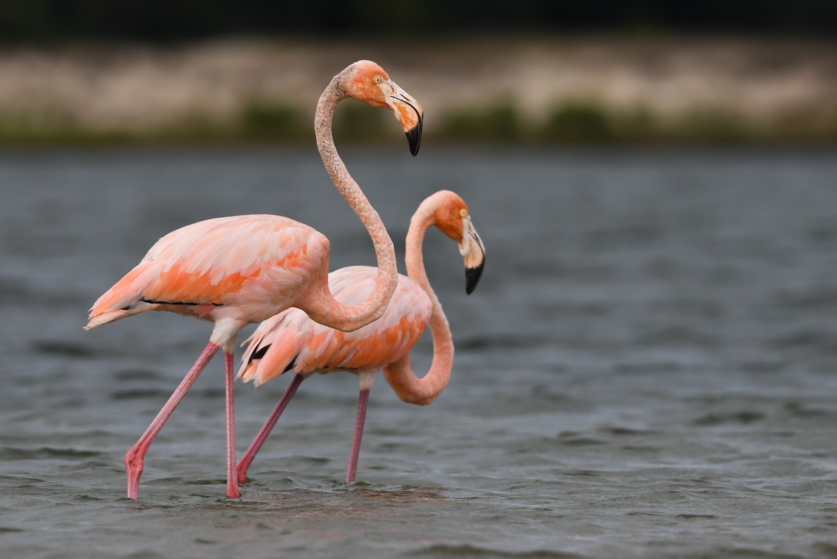 American Flamingo - Mason Currier