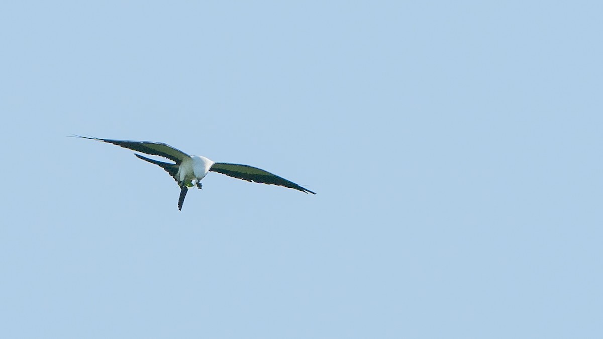 Swallow-tailed Kite - ML609585239