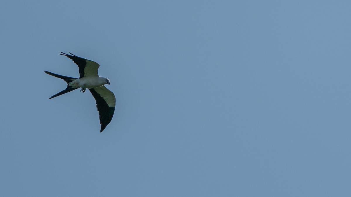 Swallow-tailed Kite - ML609585244