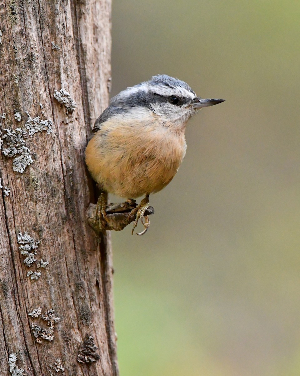 Red-breasted Nuthatch - ML609585474
