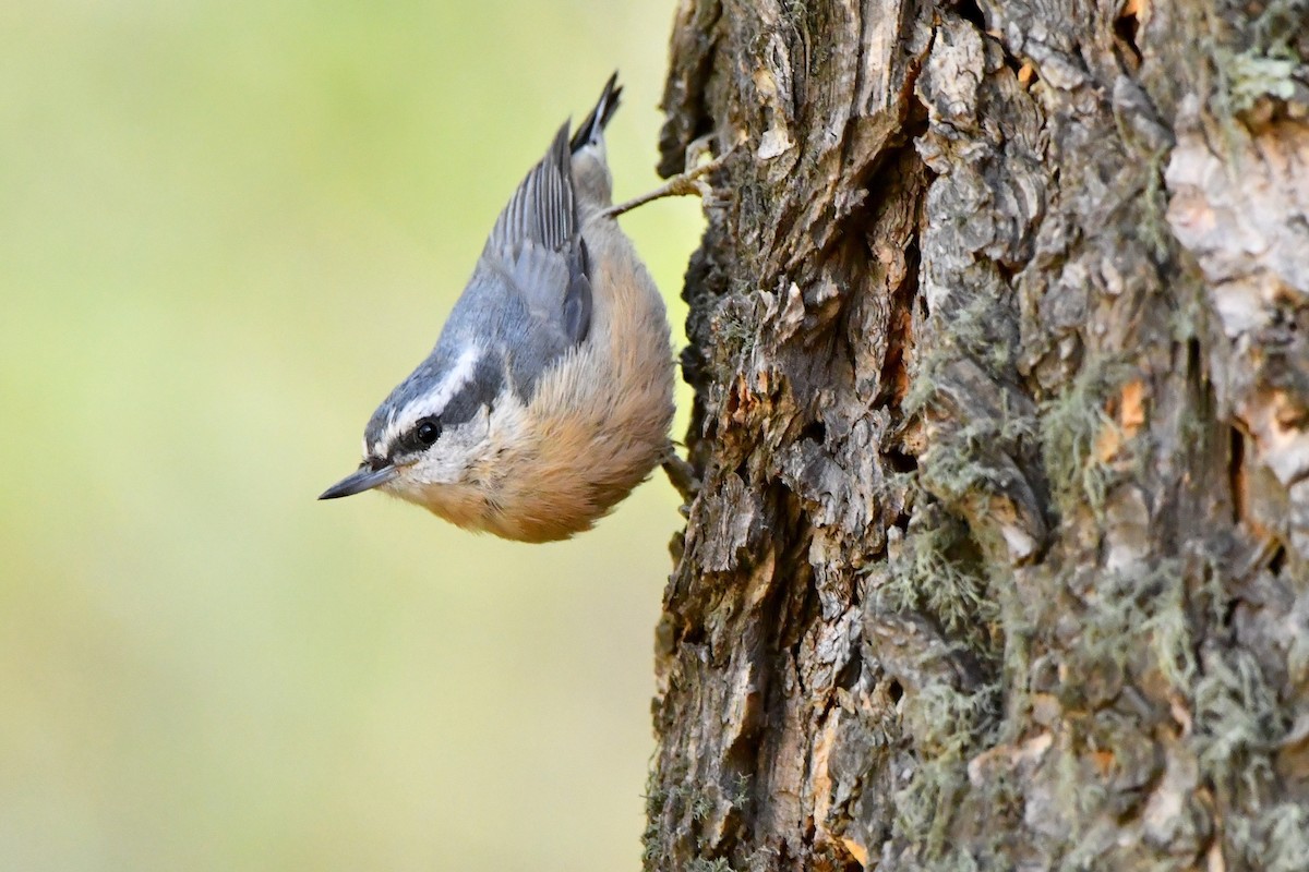 Red-breasted Nuthatch - ML609585487