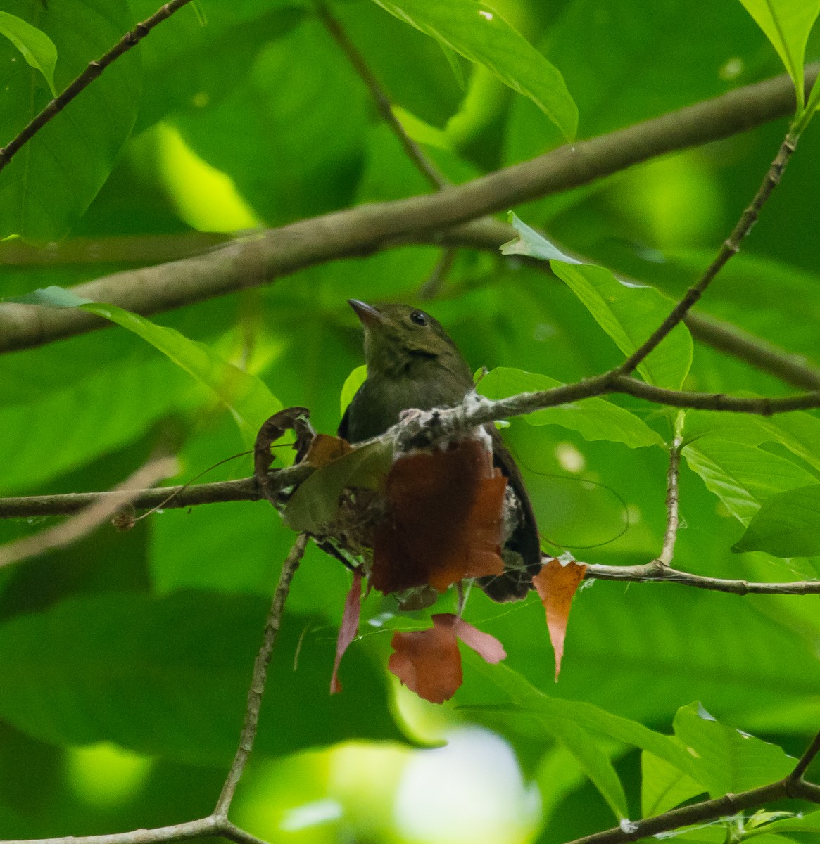 Red-capped Manakin - ML609585507