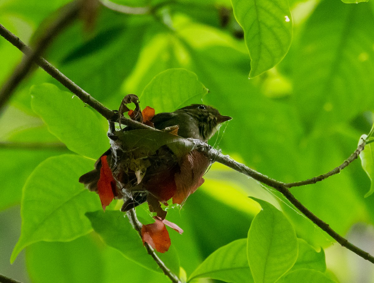 Red-capped Manakin - ML609585511