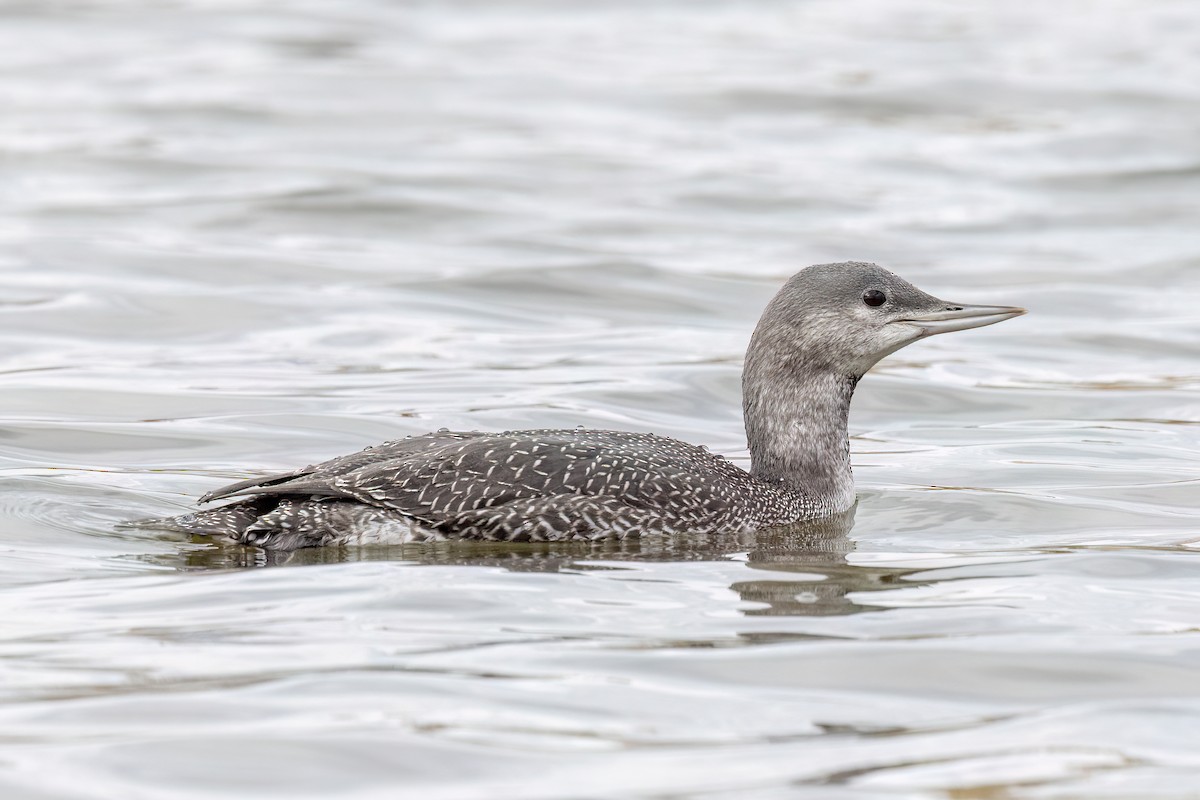 Red-throated Loon - ML609585673