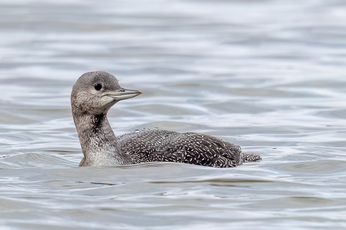 Red-throated Loon - Alan Knowles
