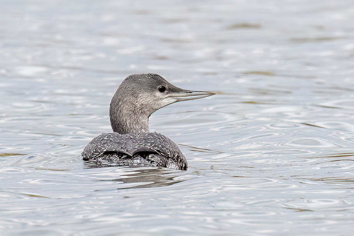Red-throated Loon - ML609585719