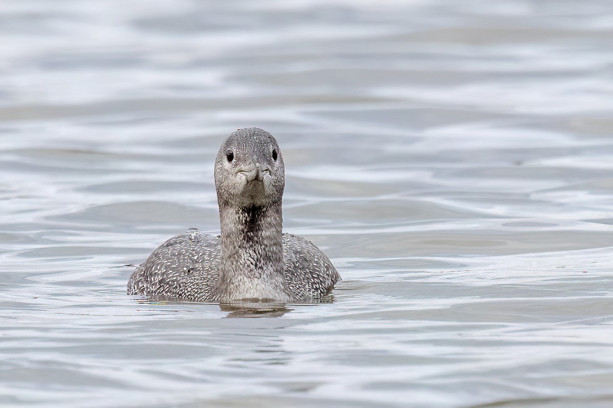 Red-throated Loon - Alan Knowles