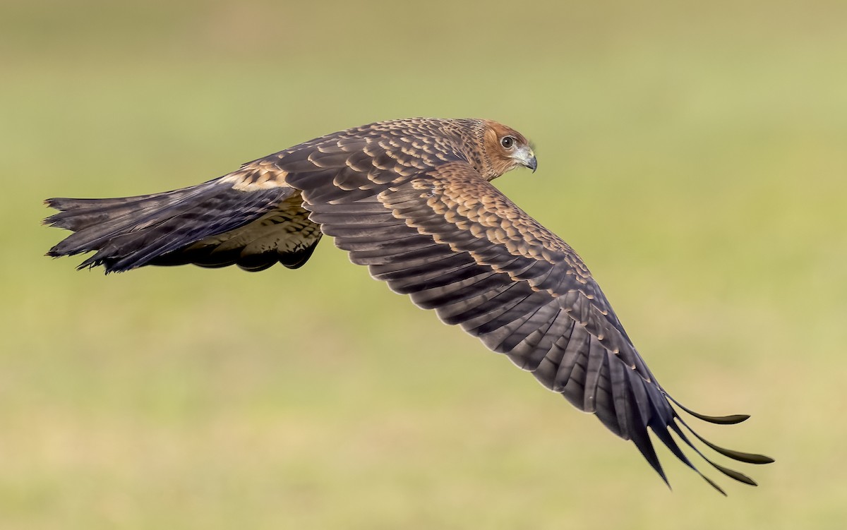 Spotted Harrier - Richard Simmonds