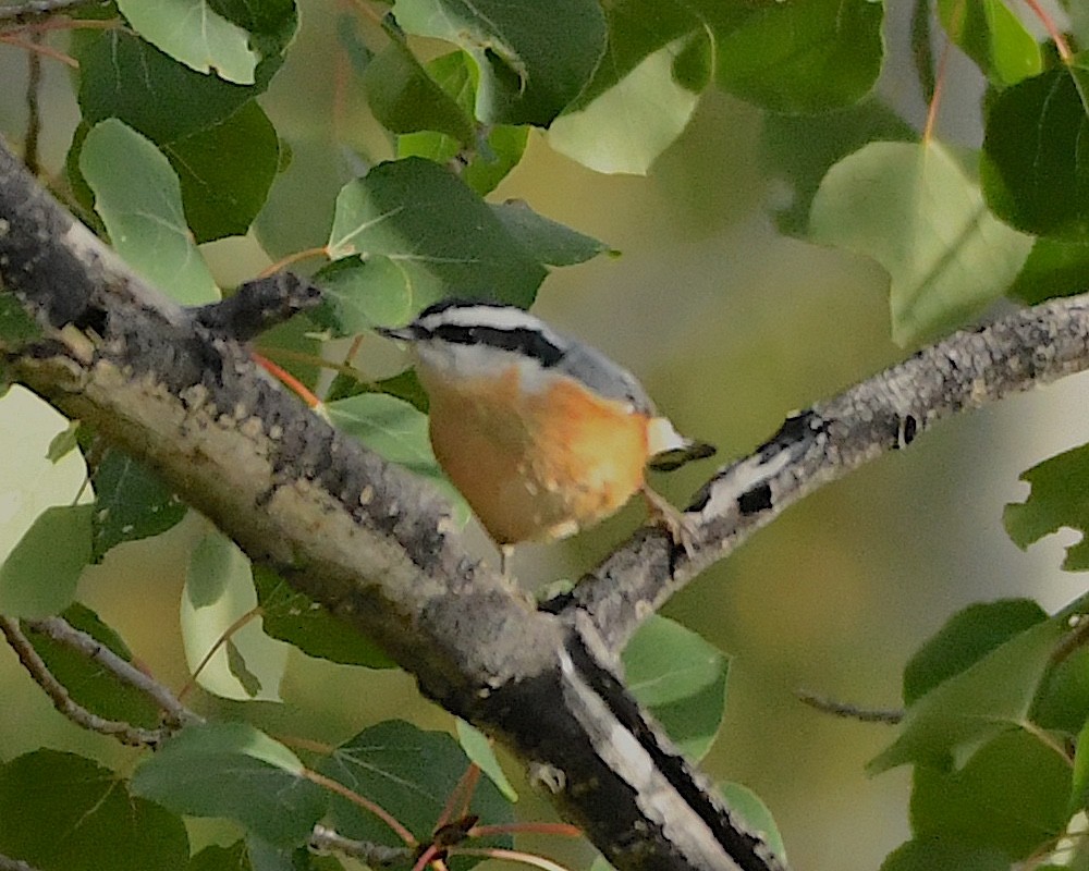 Red-breasted Nuthatch - ML609586226