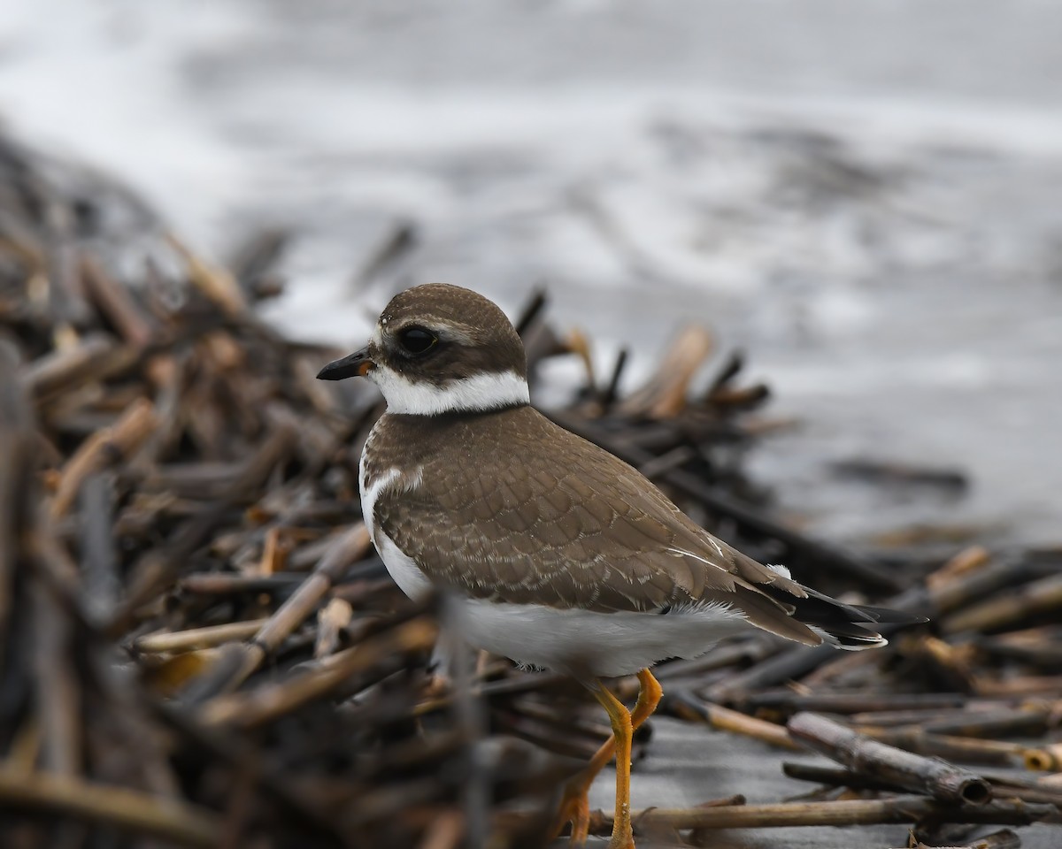 Semipalmated Plover - ML609586342