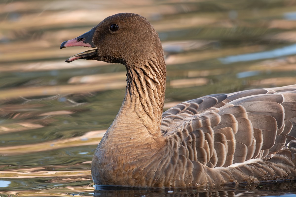 Pink-footed Goose - ML609587051
