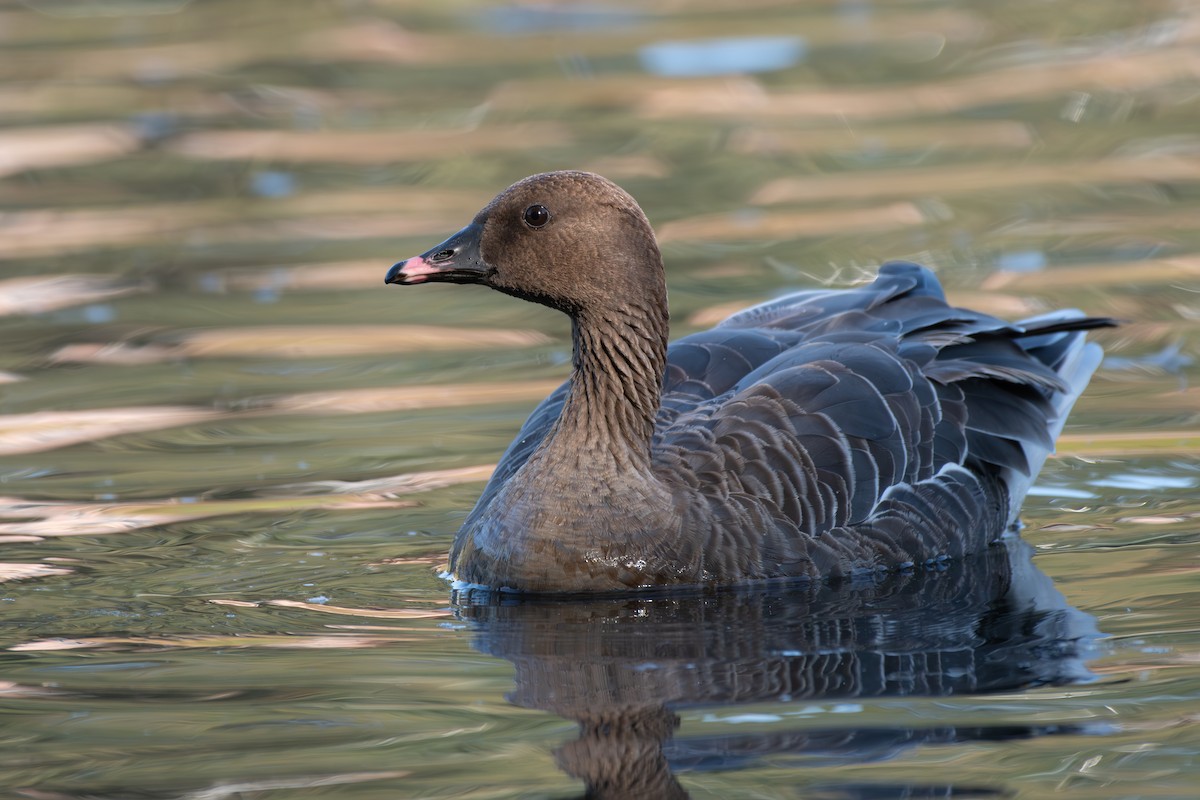 Pink-footed Goose - ML609587054