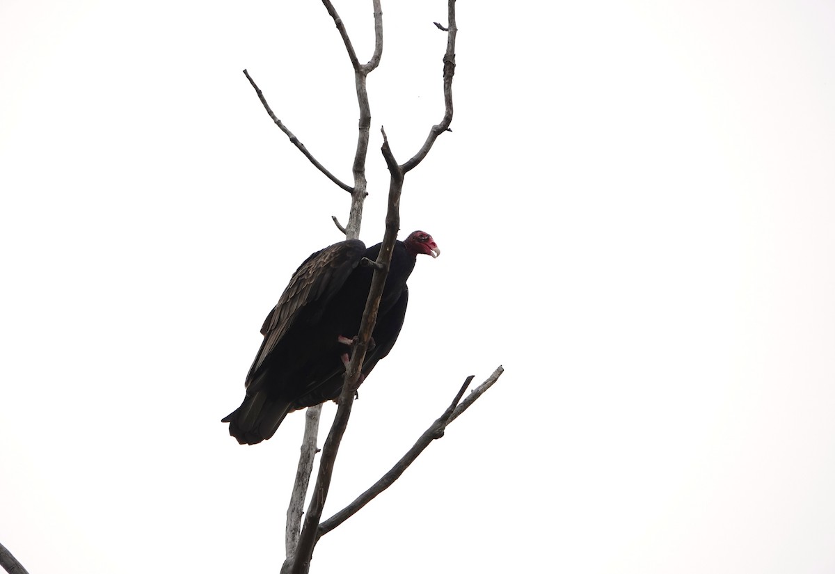 Turkey Vulture - ML609587199