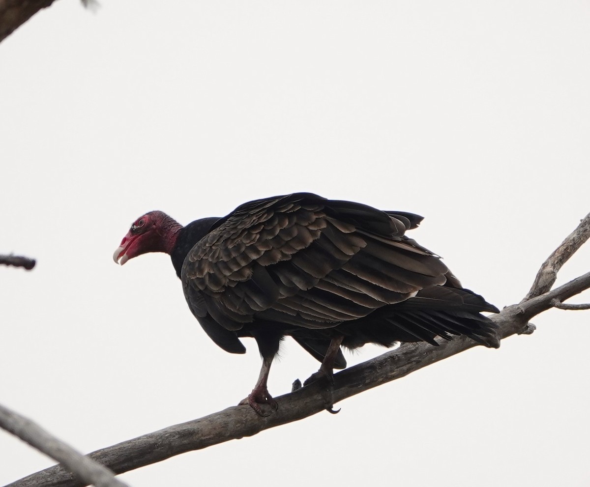 Turkey Vulture - Dennis Bozzay