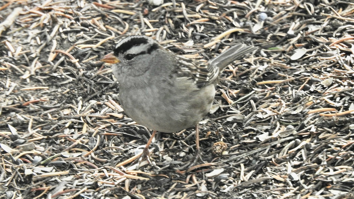 White-crowned Sparrow - ML609587564
