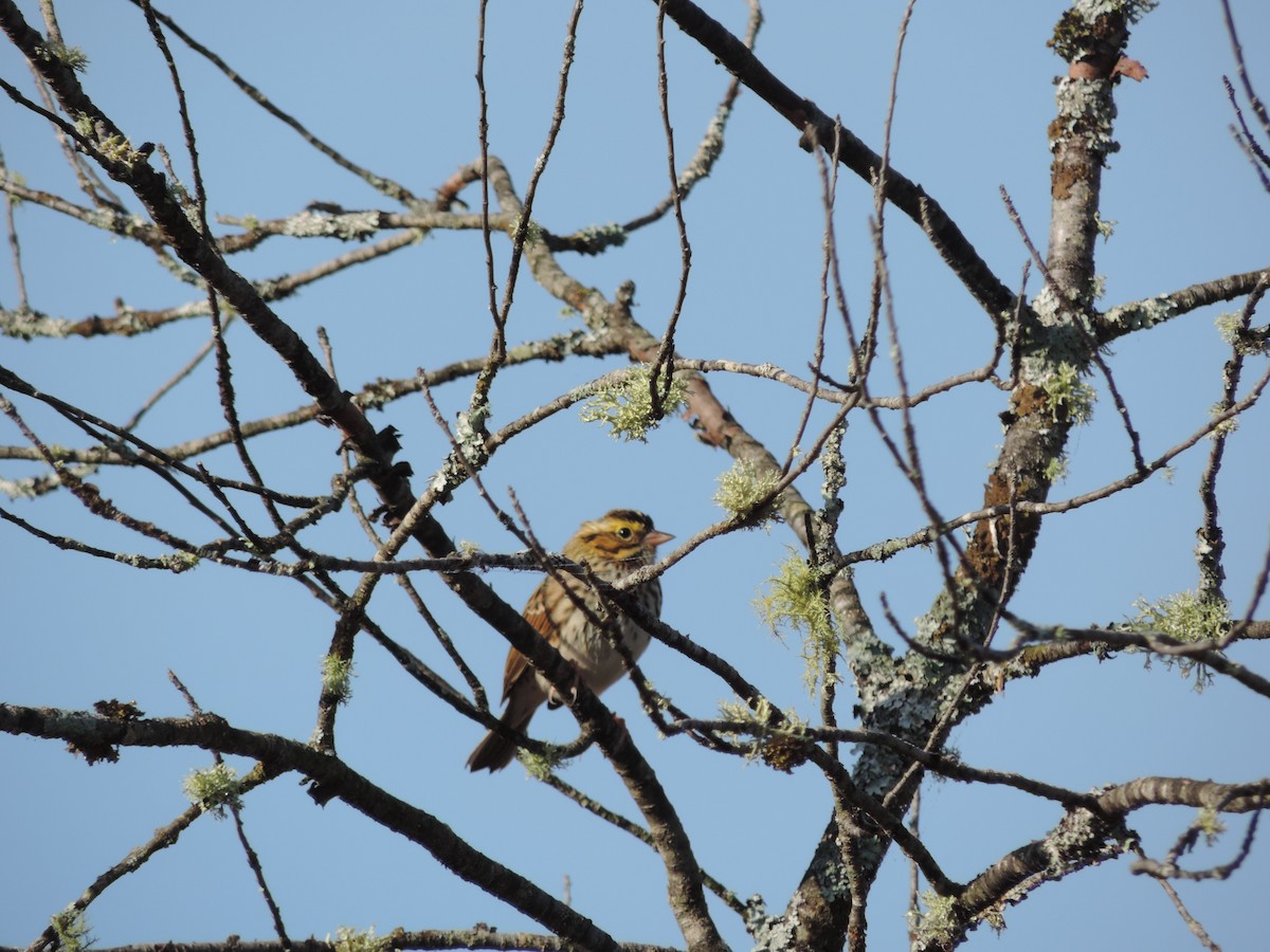 Savannah Sparrow - ML609587702