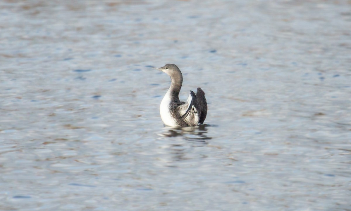 Red-throated Loon - ML609587723