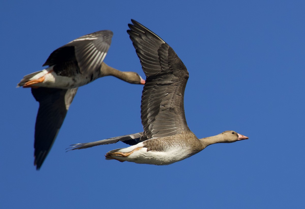 Greater White-fronted Goose - ML609587913
