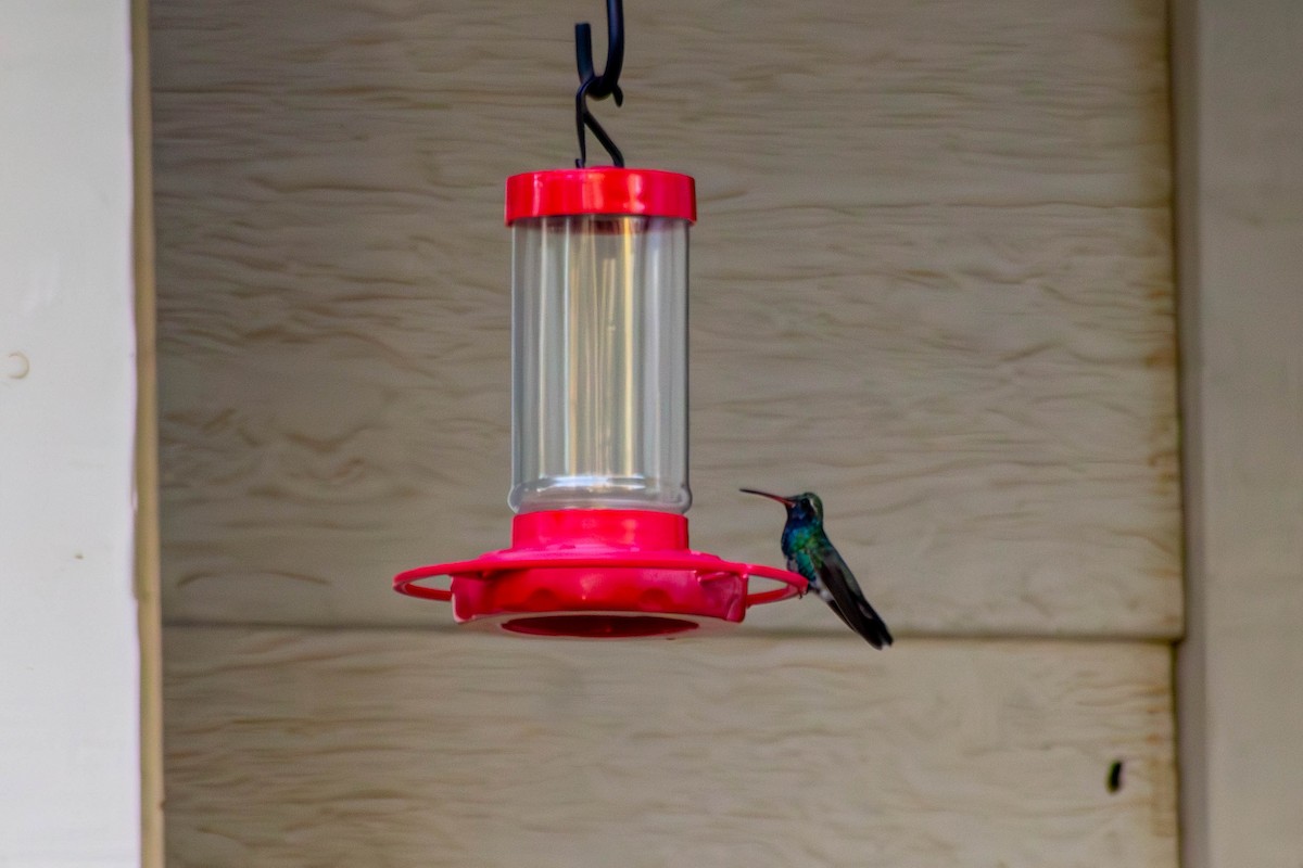 kolibřík širokozobý - ML609588165