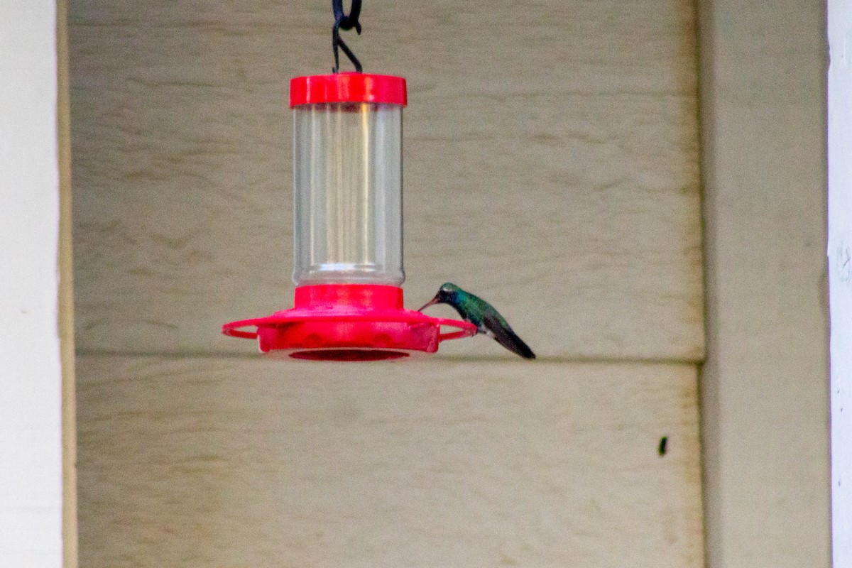 Broad-billed Hummingbird - David Pluth