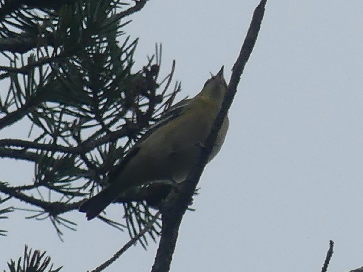 Bay-breasted/Blackpoll Warbler - Eamon Corbett