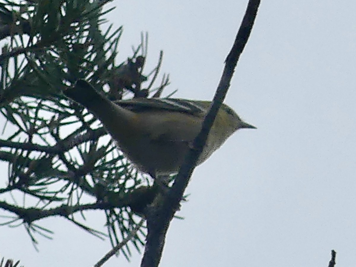 Bay-breasted/Blackpoll Warbler - ML609588393