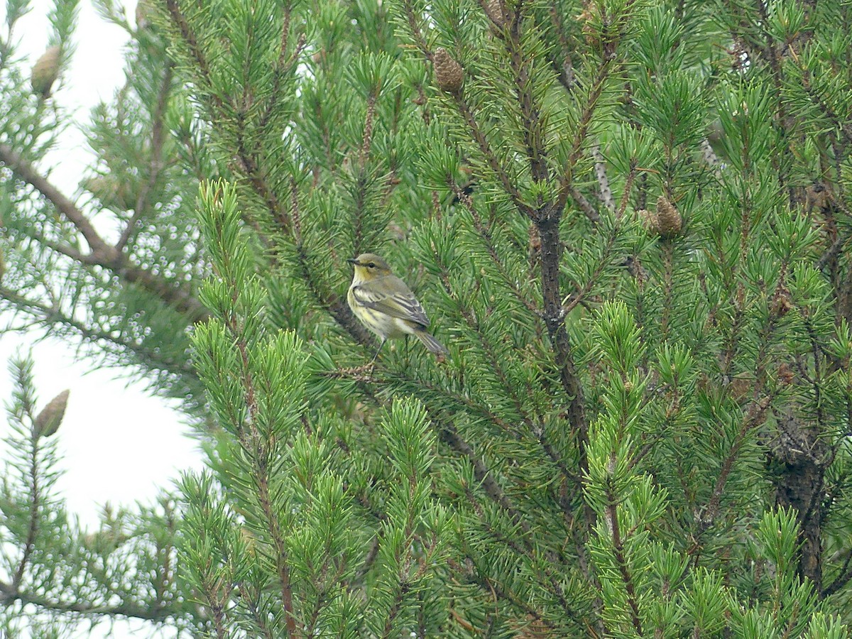 Cape May Warbler - ML609588394