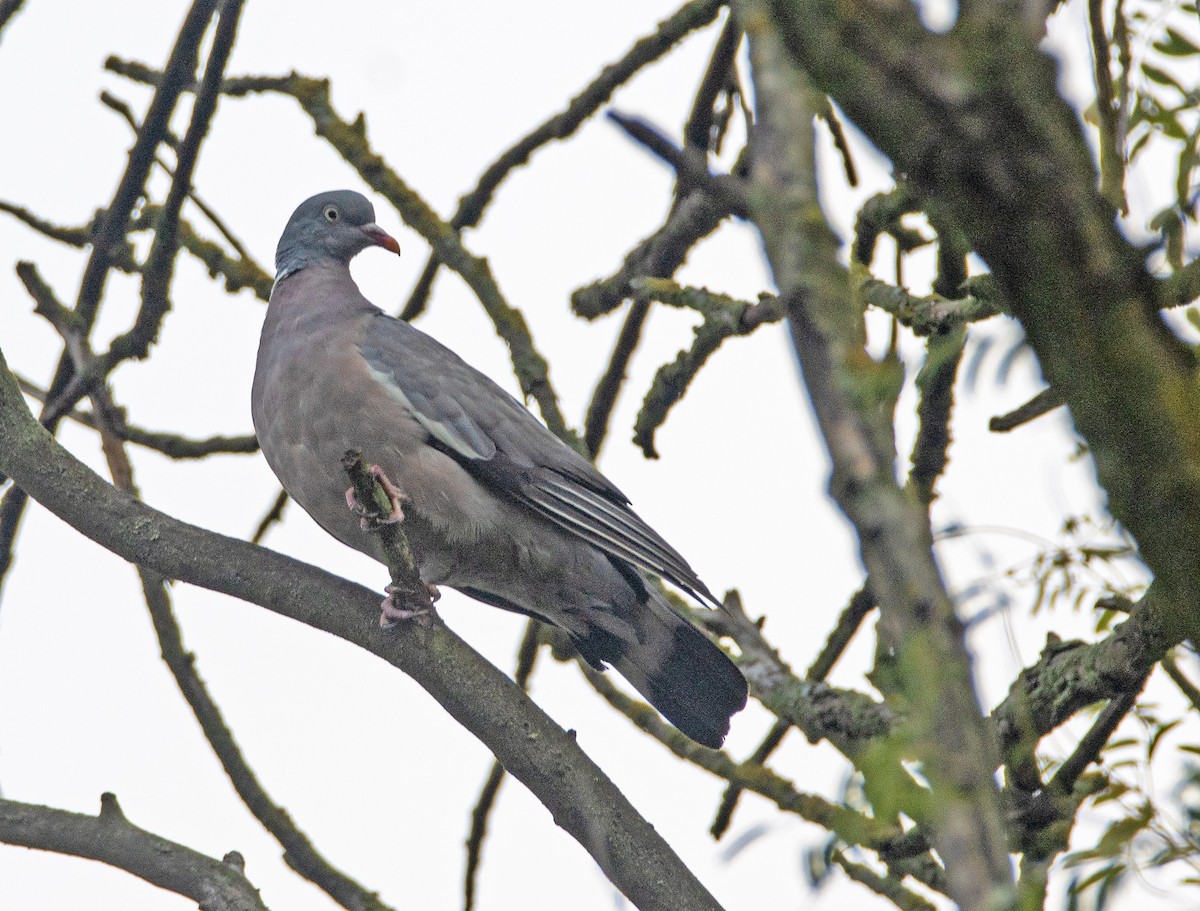 Common Wood-Pigeon - John Ricarte