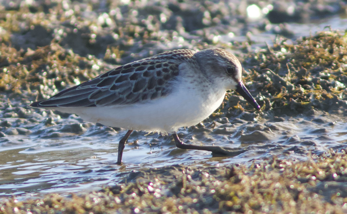 Semipalmated Sandpiper - Henry McLin