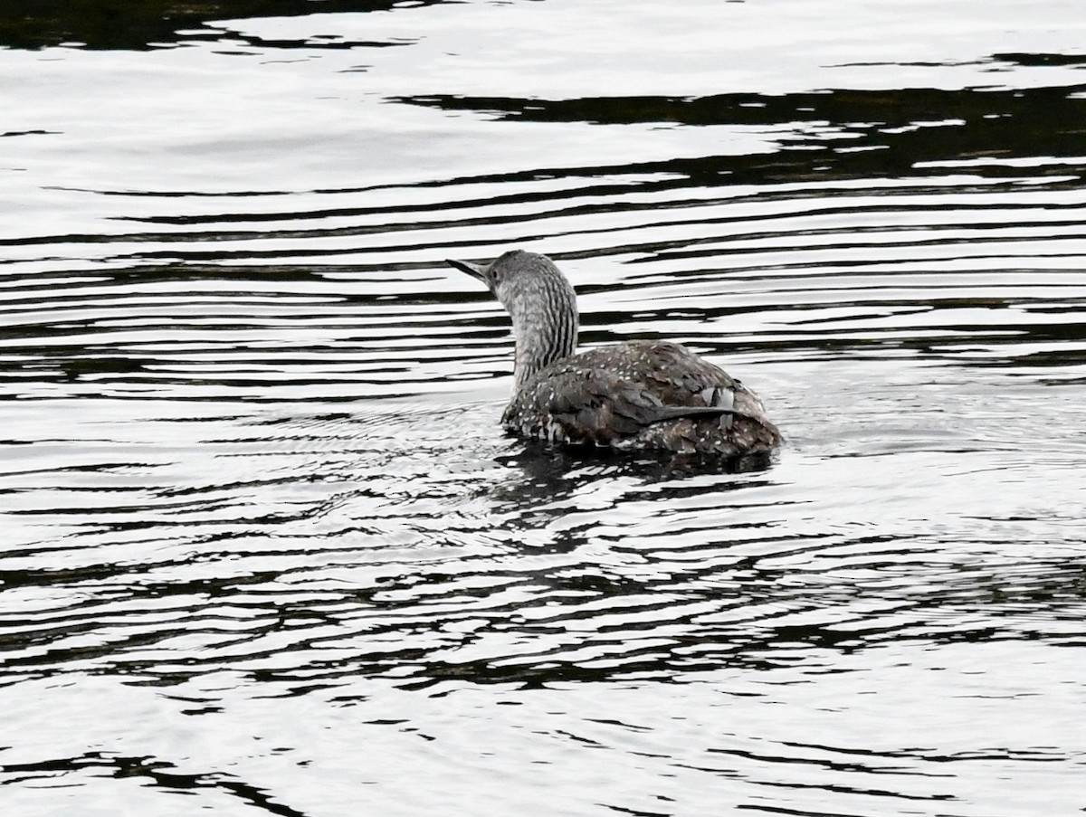 Red-throated Loon - ML609589311