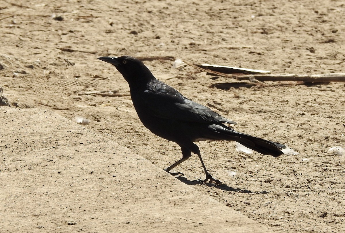Great-tailed Grackle - ML609589500