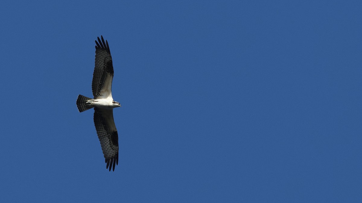 Osprey - ML609589506