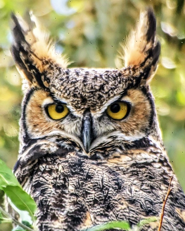 Great Horned Owl - ML609589529