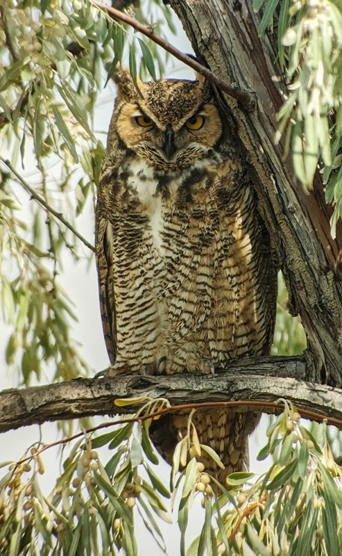 Great Horned Owl - ML609589531