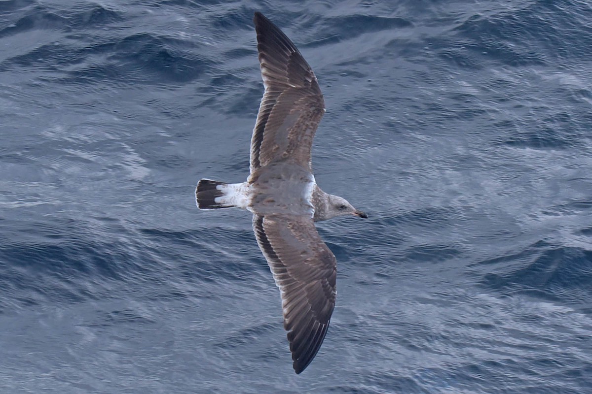 Western Gull - ML609589609