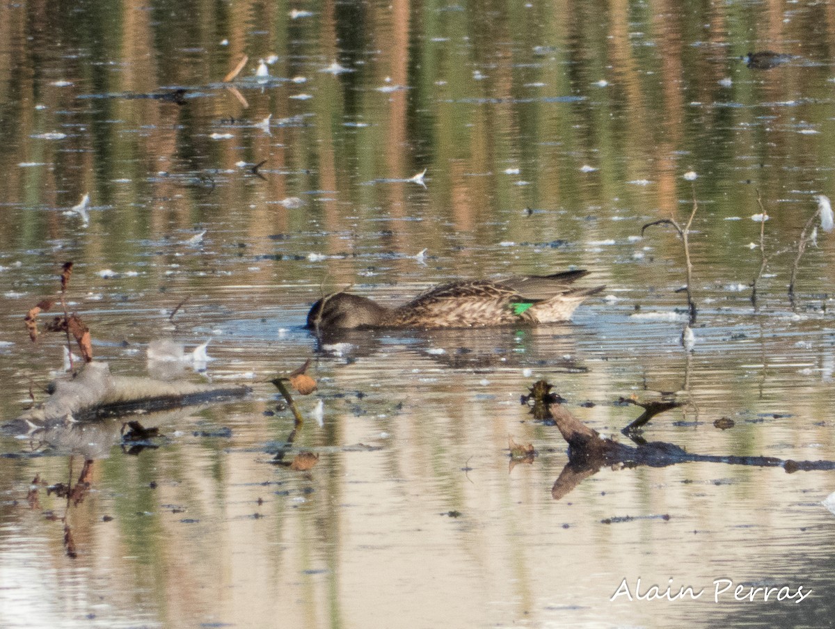 Green-winged Teal - ML609589621